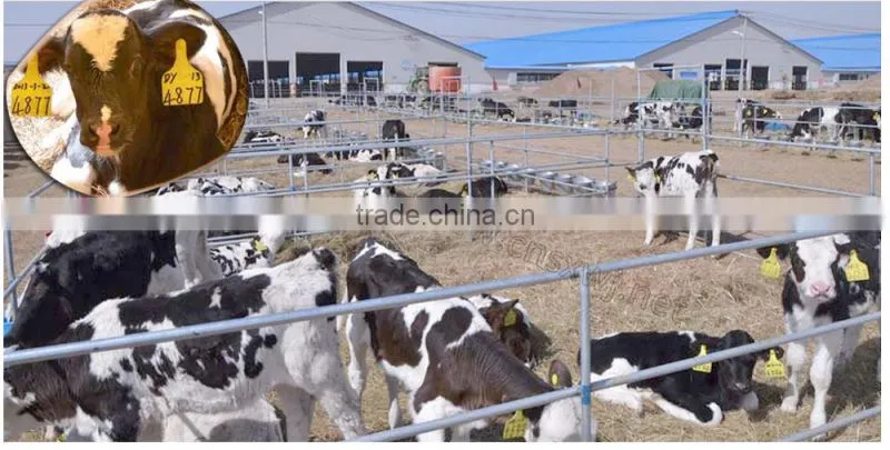 Animal breeding farm dairy cattle identity Ear Tags WJ405BF