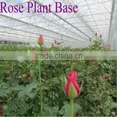 Kunming Qingyi Flower Gardening Co., Ltd. company overview - view 3
