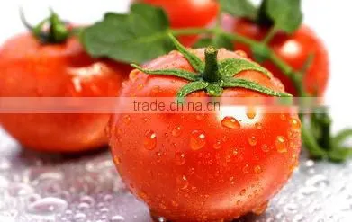 Natural Fresh Tin Canned Tomato Paste With Good Quality