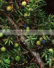 Pure Juniper Berry Oil