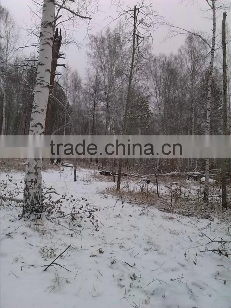 Fresh Cut European Beech Logs available