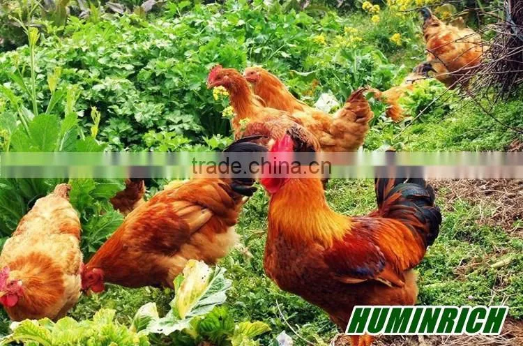 FAQ 21--Huminrich Sodium Humate Role As Feed Additive For Chicken