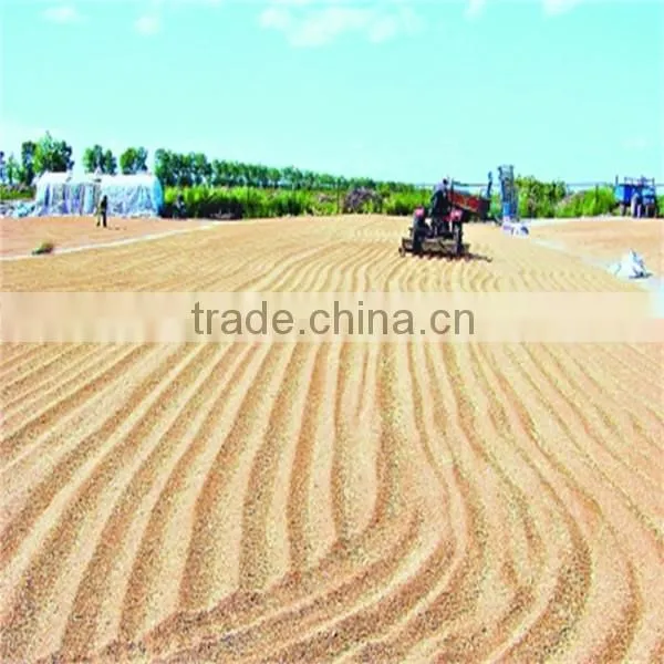 Australian high quality barley can be used for barley tea processing