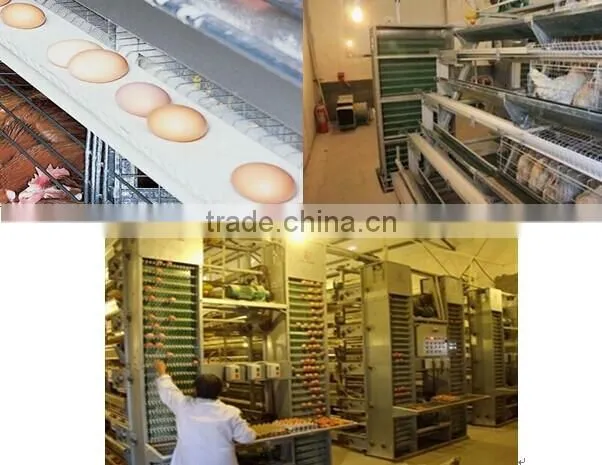 Professional high quality steel poultry shed/house for broiler