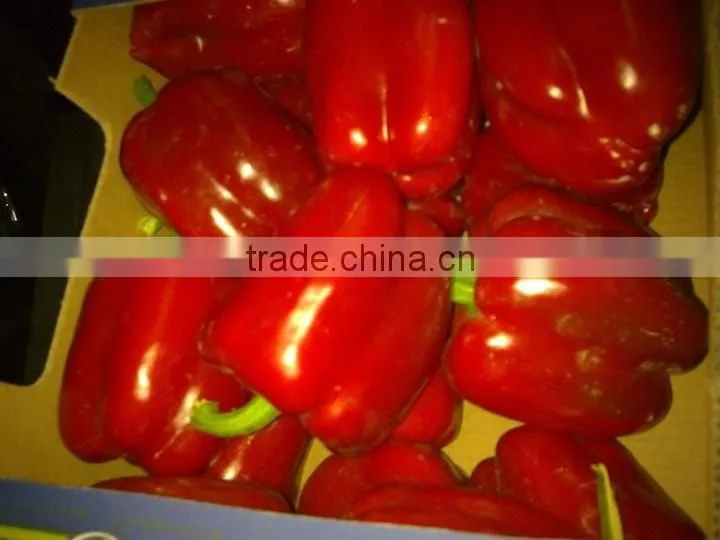 Capsicum