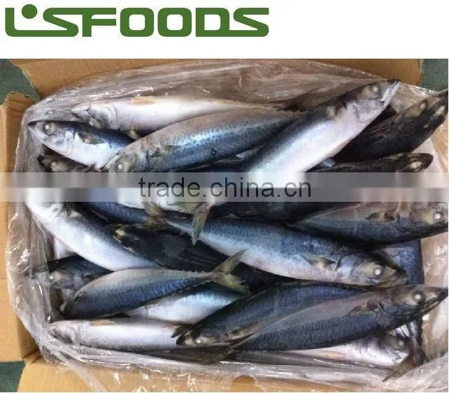 2014 Frozen pacific mackerel WR