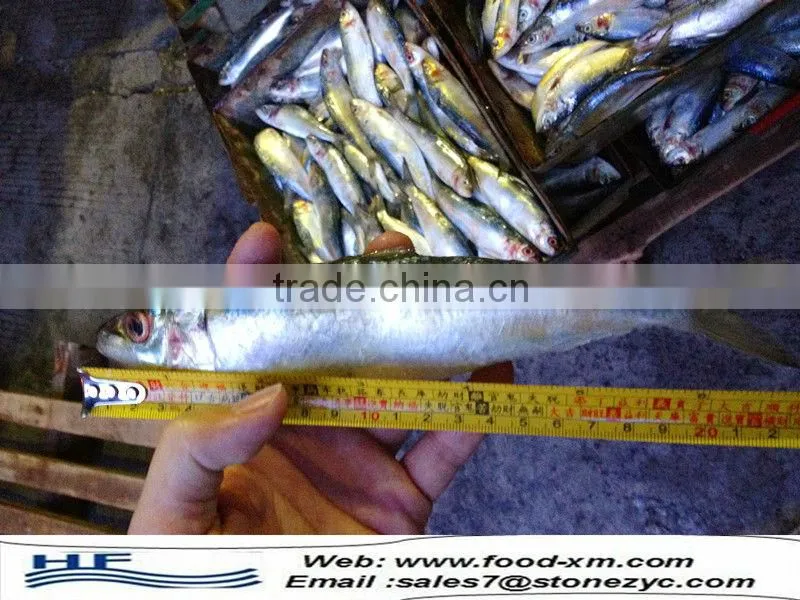 Low price frozen sardine fish