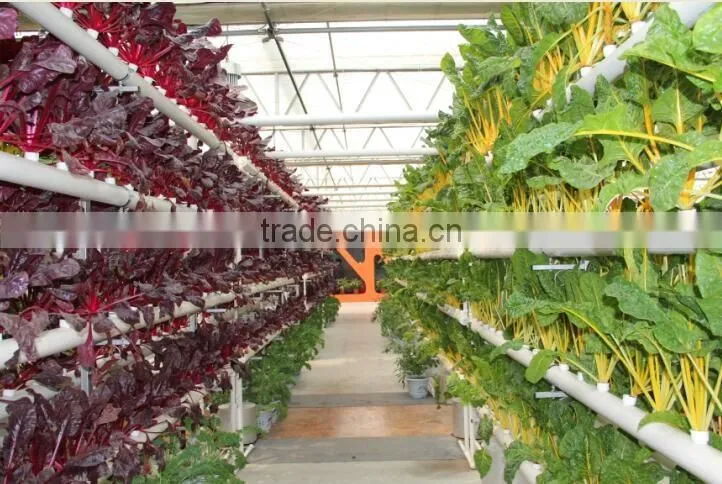High Quality Multi-span Glass Greenhouse With Hydroponic System