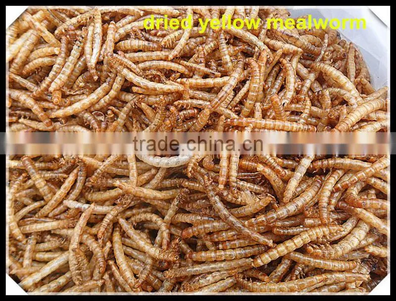 Good Quality mealworm treats