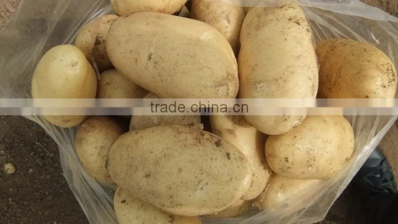 2015 potato with good price