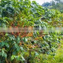 Premium Blend- Can 425gr