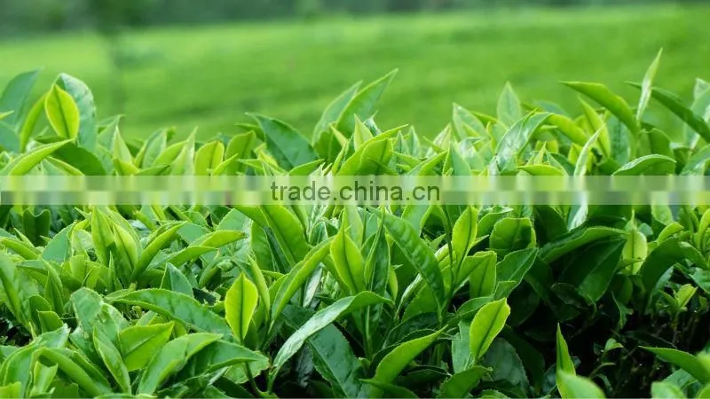 Vietnam GREEN TEA H6