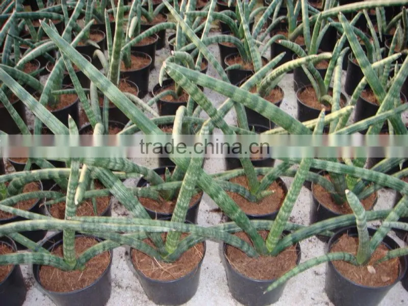 golden green Sansevieria for indoor ornamental bonsai plants