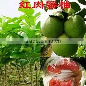 Pomelo, Shaddock tree seedlings
