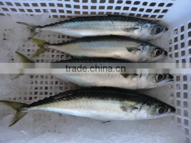 frozen pacific mackerel