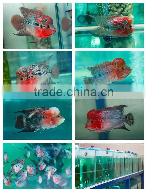 Live Fish for Aquarium from Thailand.
