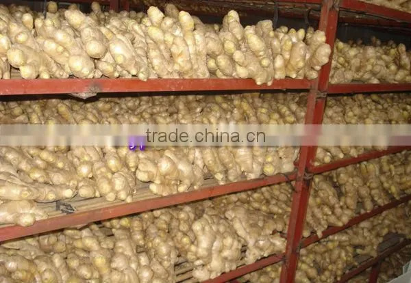 2014 High Quality New Crop Fresh Ginger For UK,CANADA,USA and EU Market