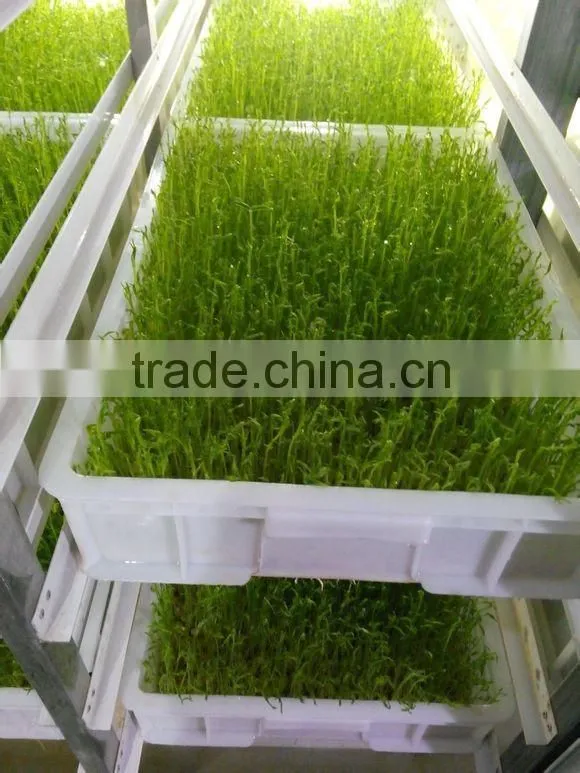 hydroponic systems/barley grass grown machine