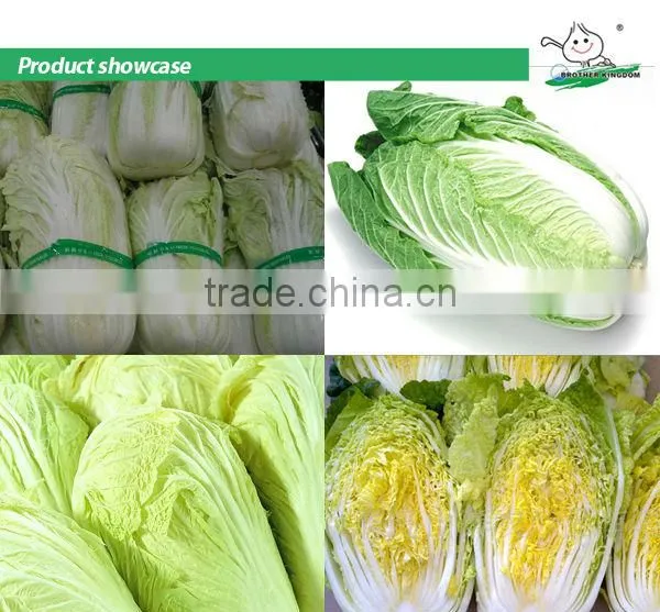 Fresh chinese cabbage/Cabbage from China/New crop cabbage
