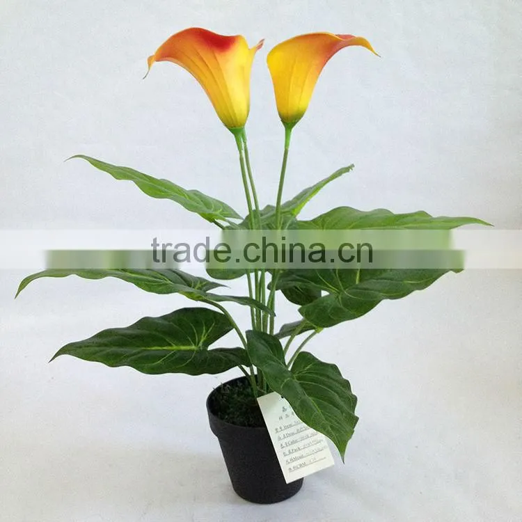 wholesale potted calla lily bonsai for table decoration