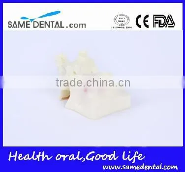 Sinus lift practice model Dental Eduction Assitant No. DEA-23