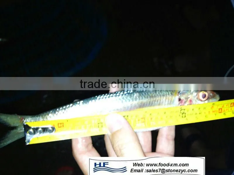 Competitive price frozen sardine