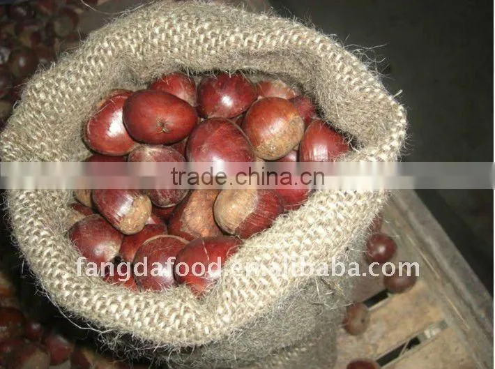 Check quality first jinhua fresh chestnut