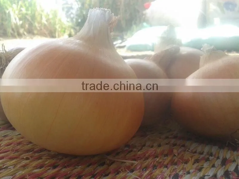 high quality Non-Peeled Part and fresh,Fresh Style fresh onion promotion