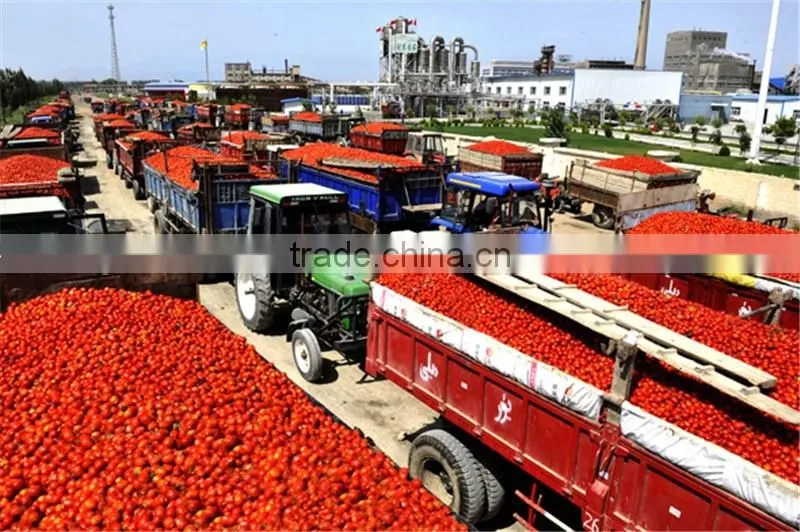 canned tomato paste 28-30% price canned tomato paste