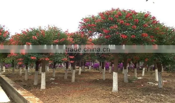 Erythrina crista-galliLinn.