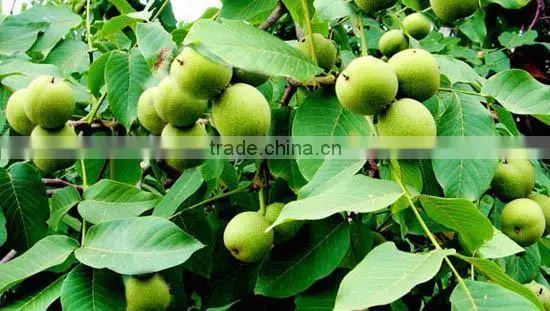 Light Amber Quarters Walnut Kernels