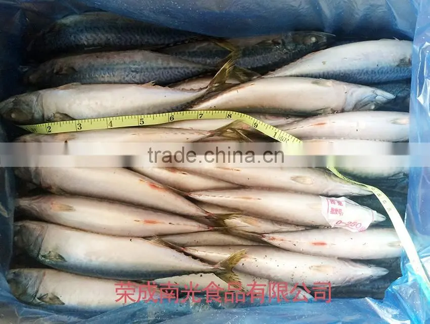 frozen mackerel fish whole round