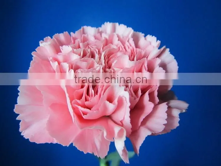 Wide varieties promotional single stem carnation for decoration