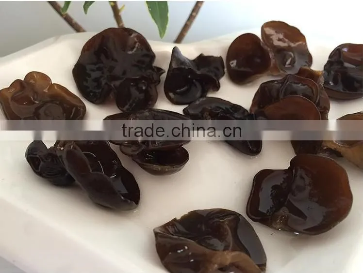 Perfect Black Fungus Mushrooms