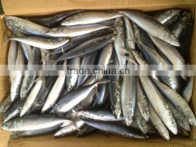 New fishing 200-300g WR frozen mackerel for market