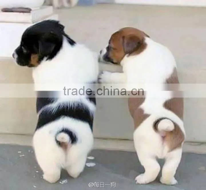 Harmless hot new dog products import wholesale electronics