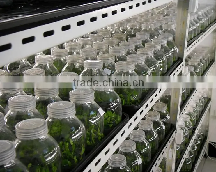 200ml tissue culture vessels with plastic lid