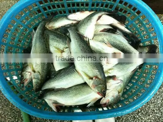 Frozen Japanese Seabass