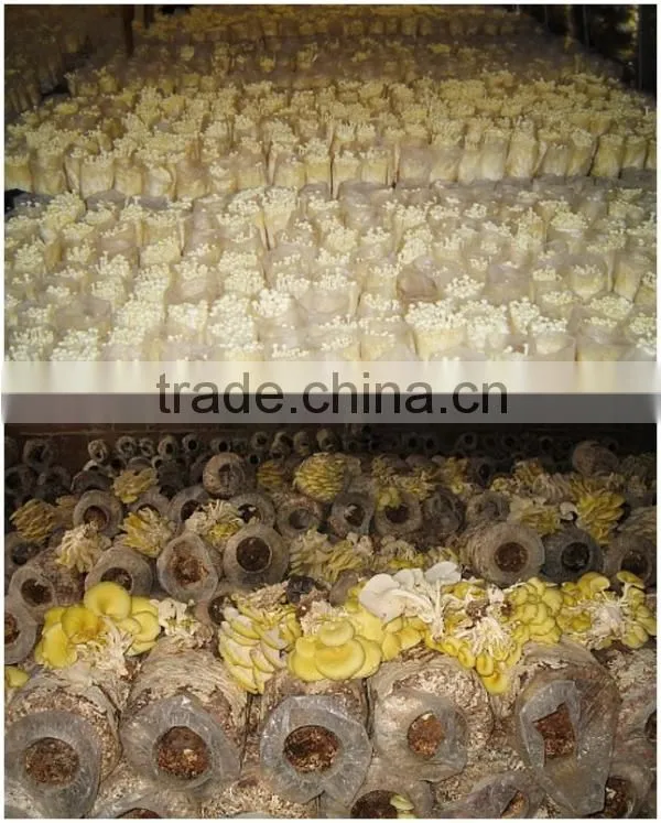 Edible mushrooms production mushroom compost machine