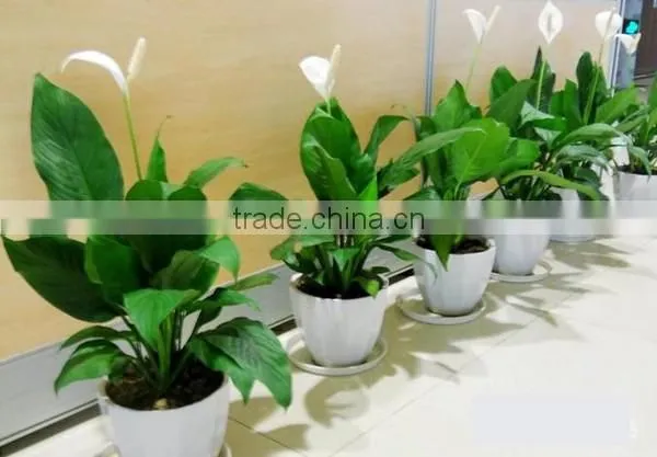 Real Touch Plastic Plant Artificial Spathi phyllum