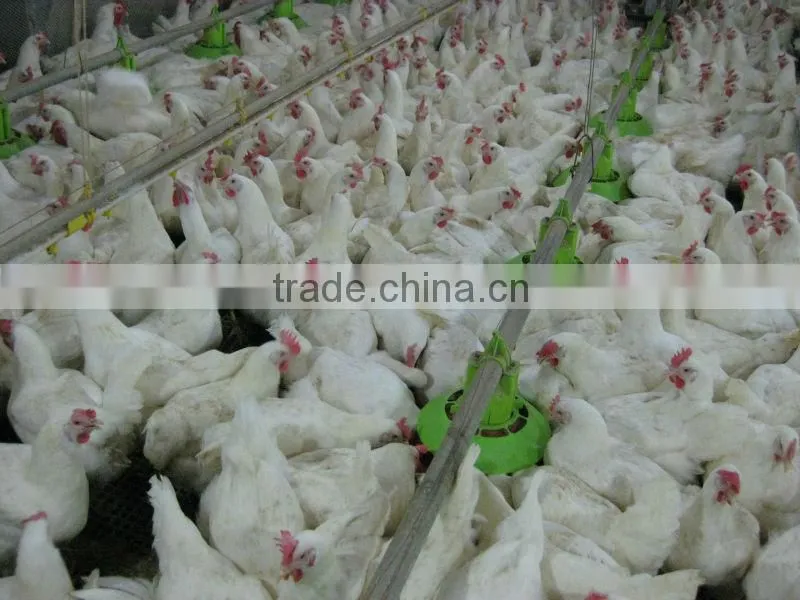 Poultry feed restriction