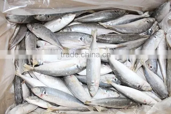 12-14pcs/kg Frozen Round Scad Whole Round