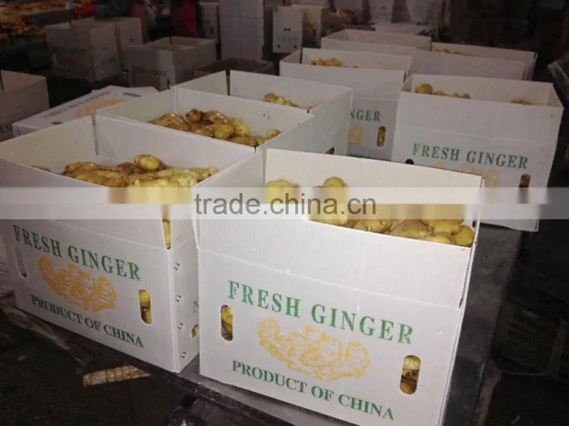 2014 new crop top quality fresh ginger market price for ginger