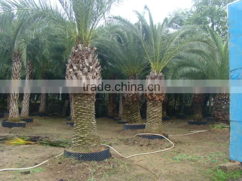 wholesale outdoor ornamental decrotive landscaping Phoenix canariensis palm trees plants