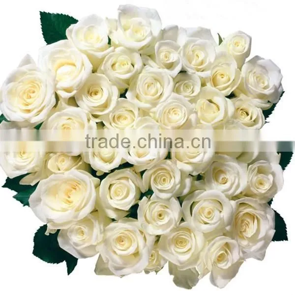 High Quality Hot Sale Natural Indian Rose Flower