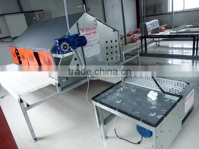 Goldenest automatic egg collection system chicken nesting boxes factory price JCJ15-A02