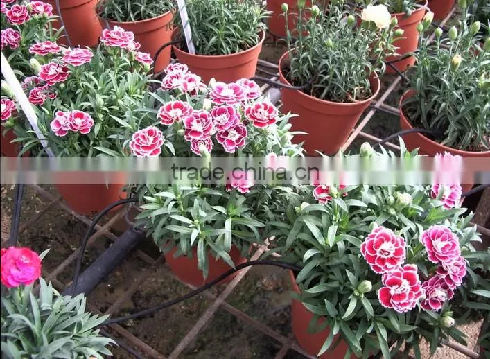 Flat and Emitter Drip Tape Irrigation With Thickness 0.25MM