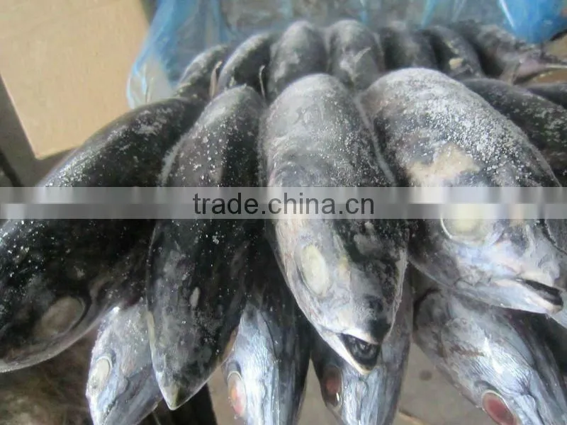 Frozen Bonito