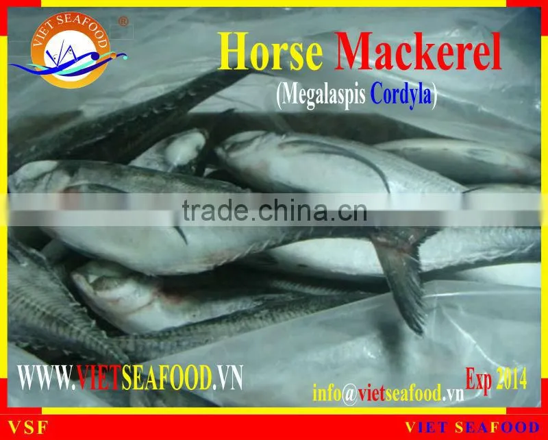 FROZEN W/R HORSE MACKEREL