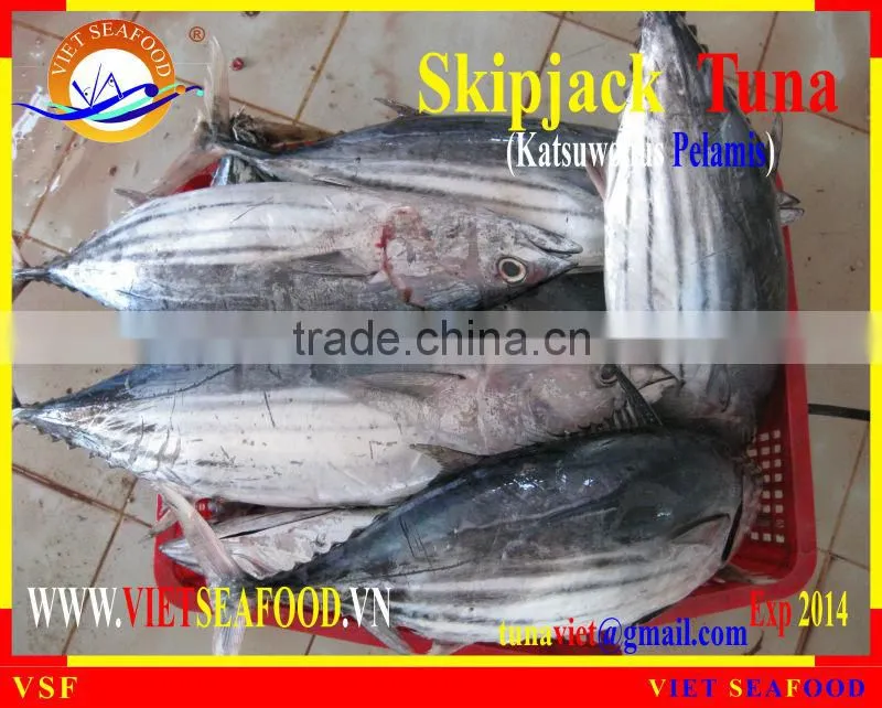 FROZEN SKIPJACK TUNA WHOLE ROUND